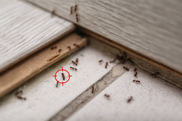 Best Local Pest Control Services  in Evendale, OH