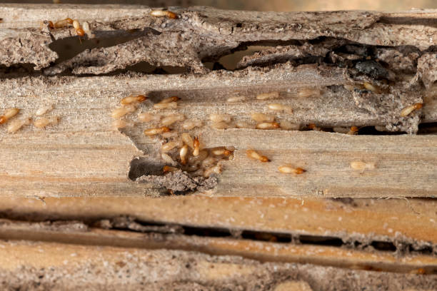 Best Ant Control Services  in Evendale, OH
